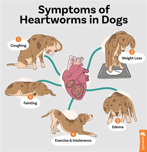 Heartworms In Dogs - Symptoms And Treatments MSAH