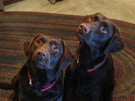 Layla and Kaia. McCoy Posted on November 25, 2019 Posted in Customer Feedback Tagged with black lab, Breeder, Heather Hollow Farm, Heather Hollow Labs, labrador retriever, Puppies, Puppy, Vermont.. 