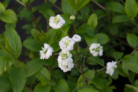 Heather on Instagram: "Bridal Wreath Spiraea at Kevin’s …