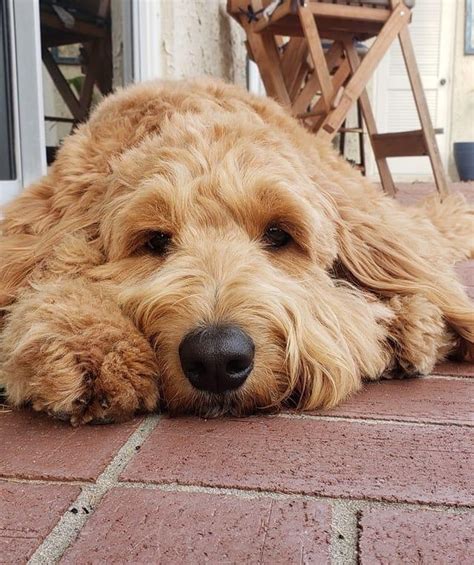 Heaven on earth goldendoodle. Things To Know About Heaven on earth goldendoodle. 