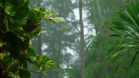 Heavy rain in slow motion on the tropical forest - Mixkit