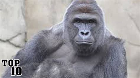 Hebeharambe Onlyfans Leak