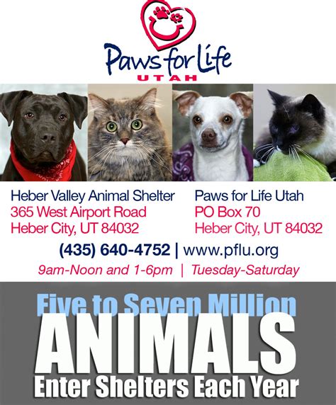 Learn more about Heber Valley Animal Services in Heber City, Utah, and search the available pets they have up for adoption on PetCurious.