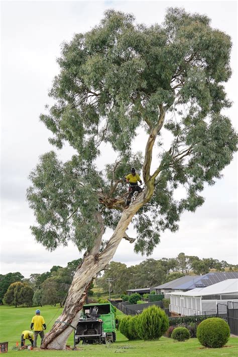 Hedge Trimming, Tree Lopping and Tree Pruning in Canberra