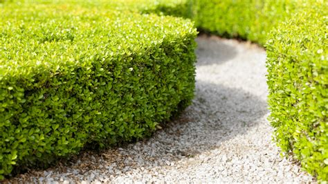 Hedge Trimming and Cutting Service, Orleans, ON