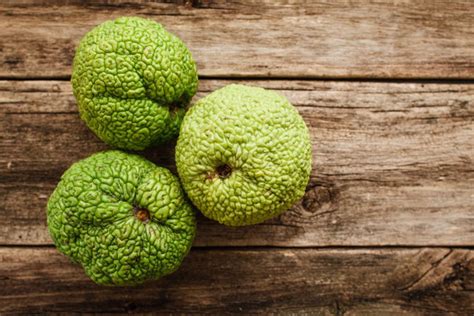 Hedge apples: Can we eat them?