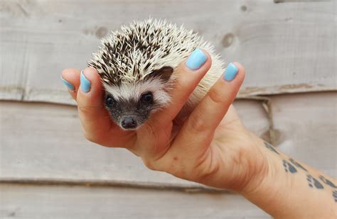 Hedgehog Pet Price