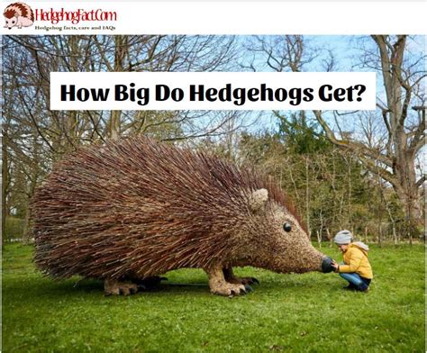 Hedgehog Size - How Big Do Hedgehogs Get? Pet Hedgehog …