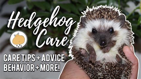 Hedgehog care the complete guide to hedgehogs and hedgehog care for new owners hedgehog books hedgehog guide. - Vertex yaesu vxa 220 service repair manual.