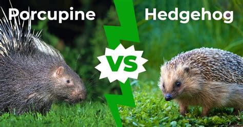 Hedgehog vs porcupine. Things To Know About Hedgehog vs porcupine. 