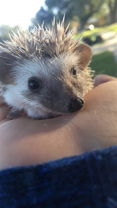 Find long-eared hedgehogs for sale, bred for health and temperament. Dragonstone Ranch is proud to be one of the few US breeders of this species. ... KING, TX 76528 ...