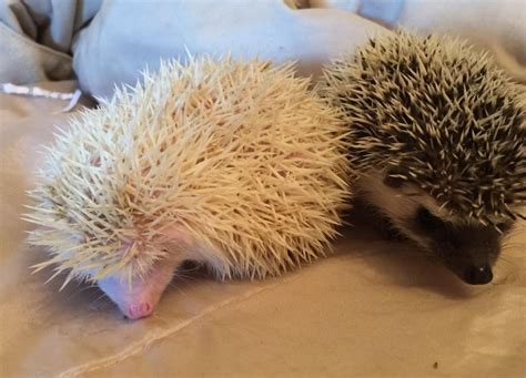 Here’s a list of reputable hedgehog breeders in the US. Cost: $100 to $200 typically, with more desirable hedgehogs costing upwards of $300. Benefits: Hedgehogs are genetically-healthy and are properly cared for from birth until purchase. They’re also socialized and checked out by a vet.. 
