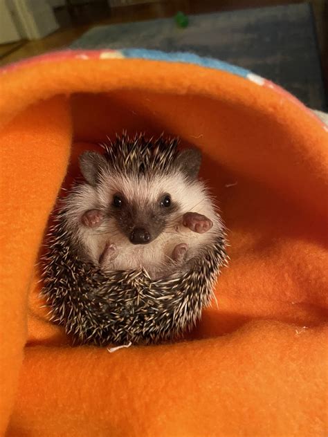 Hedgehogs for sale in san antonio texas. Zillow has 39 homes for sale in San Antonio TX matching East Side. View listing photos, review sales history, and use our detailed real estate filters to find the perfect place. 