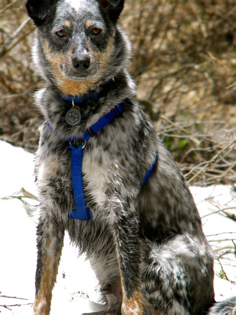 Heeler border collie. Things To Know About Heeler border collie. 