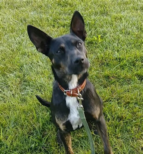 Heeler doberman mix. Jan 4, 2024 · Lancashire Heelers may be small dogs, but they have the heart and mind of a heeler. The American Kennel Club’s 201st recognized breed and newest member of the Herding Group is eligible to start ... 