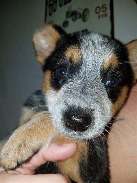 Miniature Blue Heeler Puppies for Sale Near Me. As with most miniature versions of dogs, Mini Blue Heelers are not recognized by major registries. A Mini Blue Heeler for sale is markedly smaller than its standard counterpart. Minis are 11 to 15 inches tall and weigh 12 to 25 pounds. Since it is a Toy version of a medium-sized dog, the Mini ACD ...