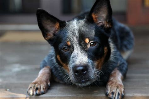 Heeler puppies near me. Standing between 17 to 20 inches at the shoulder, the Australian Cattle Dog is a sturdy, hard-muscled herder of strength and agility. The ACD is born with a white coat that turns blue-gray or red ... 
