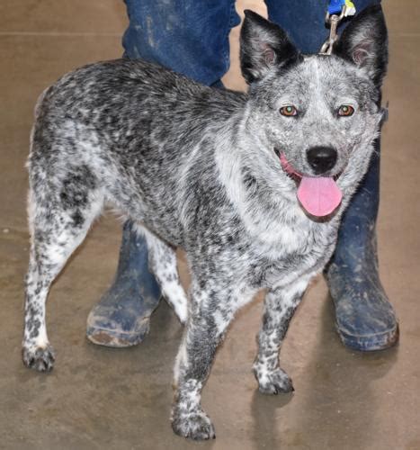 Heeler rescue illinois. A loyal and active dog, the Blue Heeler, or Australian Cattle Dog, was originally bred in Australia as a cattle herder. The Blue Heeler is the opposite of a couch potato – they love to be busy and do best when they have a job. If their energy is not directed, they can become bored and destructive. The Australian Cattle Dog is very … 