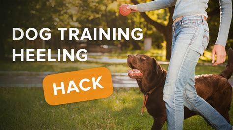 Heeling Hearts Dog Training & Therapy Dog Certifications