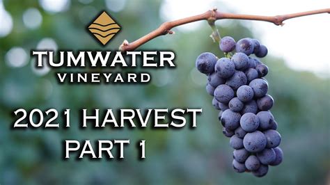 Hefty harvest tumwater. 5 visitors have checked in at Hefty Harvest - Tumwater. Write a short note about what you liked, what to order, or other helpful advice for visitors. 