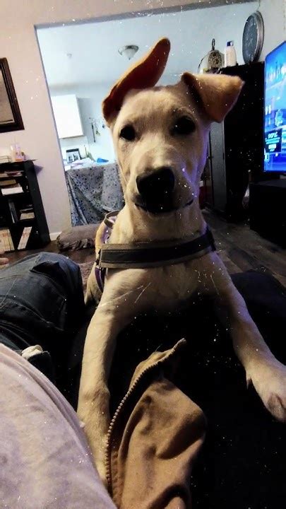 🍑 XXX Heidipuppers Heidi Pup Leaked