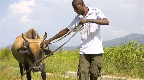 Heifer project international. Things To Know About Heifer project international. 