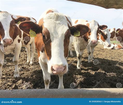 Heifers saying hello 👋 By Sheffer