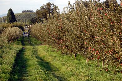 Heirloom Orchards About our Gourmet Fruit Farm …