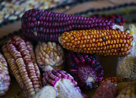 Heirloom corn in a rainbow of colors makes a comeback in Mexico, where white corn has long been king