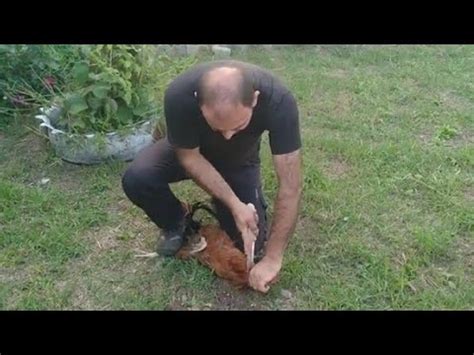 Helal kesim Horoz & Tavuk nasıl kesmeliyiz YouTube. 