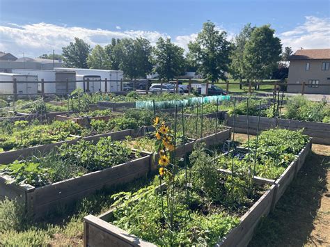 Wow! The Safeway floral department donated a ton of viable vegetable starts to Helena Community Gardens and our friends. If you have a place for cabbage, cauliflower, summer and winter squash,...