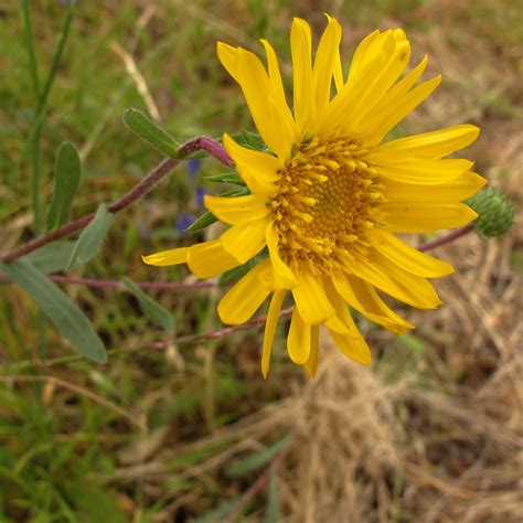 Helianthella californica (California Helianthella) BioLib.cz