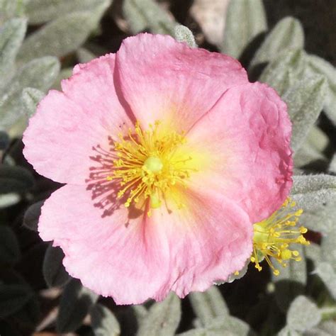 Helianthemum &Bronzeteppich& rock rose …