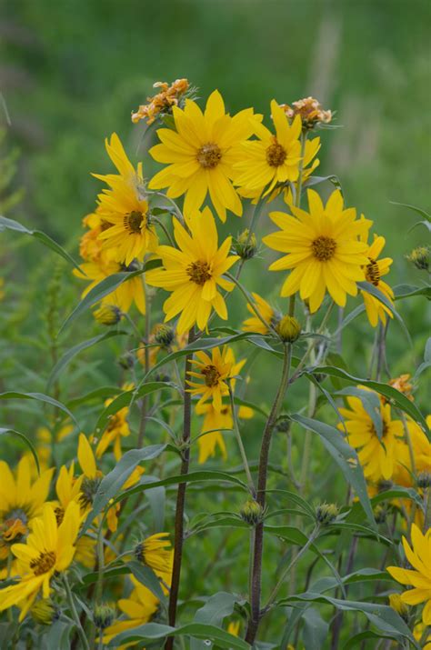 Helianthus maximiliani - Plant Finder - Missouri Botanical Garden