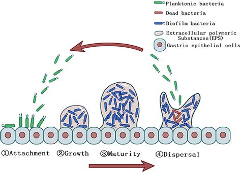 Helicobacter pylori Biofilm Formation and Its Potential Role in ...