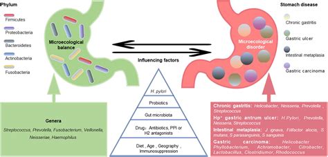 Helicobacter pylori Infection - Gastrointestinal Disorders - Merck ...