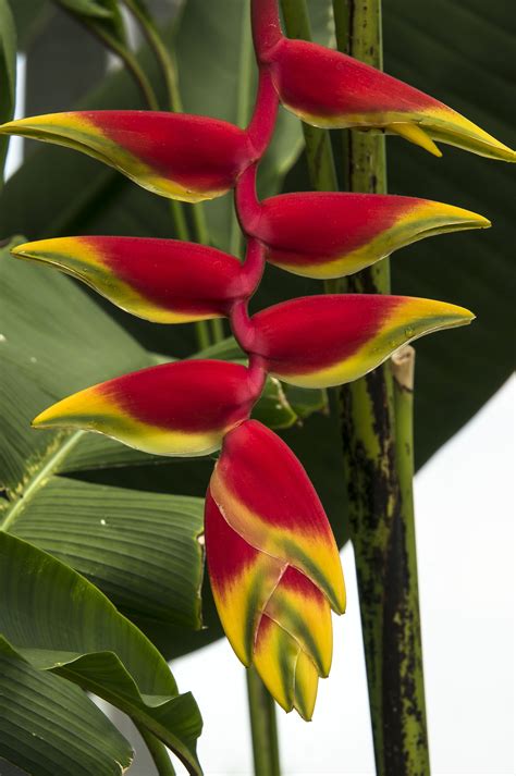 Heliconia Flower Care: GRowing The Lobster Claw Plant