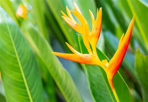 Heliconia Flowers The Flower Expert - Exotic flowers