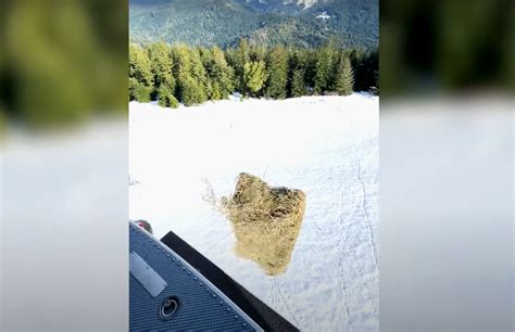 Helicopter airdrops hay to snowed-in NorCal cows