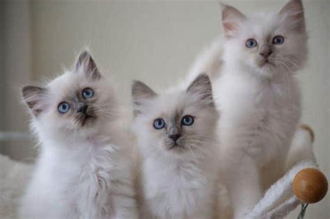 Helig birma kattunge