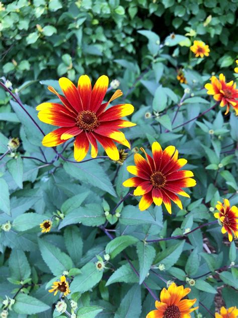 Heliopsis helianthoides (Early Sunflower, Eastern Ox-eye, …