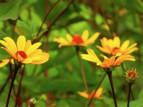 Heliopsis helianthoides Online Flower Garden