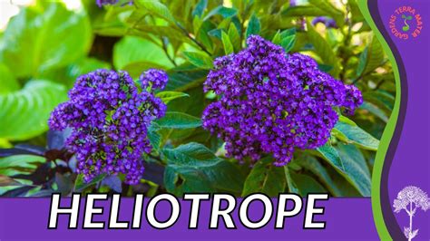 Heliotrope Description & Facts Britannica