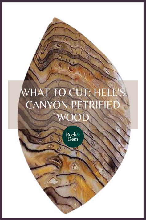 Hell’s Canyon Petrified Wood Rock & Gem Magazine