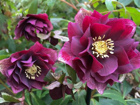 Hellebores for sale. Focus on Hellebores We invite you to browse Focus on Hellebores, for image galleries and information on breeding, propagating and cultivation.We specialize in breeding Helleborus.We grow virtually every Hellebore species within the genus and maintain more than 50,000 flowering size stock plants for seed production. 