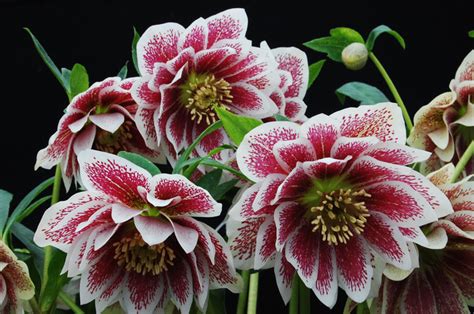 Hellebores from Glorious Color