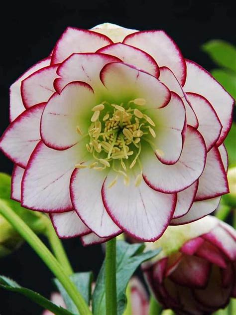 Helleborus Fire and Ice -- Bluestone Perennials