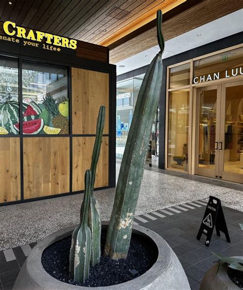 Read Online Hello Cactus By Ansel Guarneros