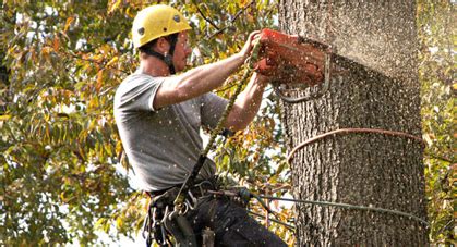 Hellyer`s Tree Removal - Hours & Reviews - 288 Everatt Side Road, Lion …