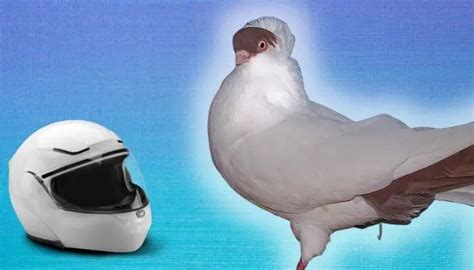 Helmet Pigeon: Breed Guide – Pigeonpedia